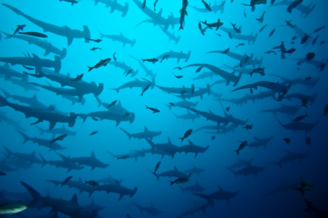 hammerhead-sharks-cocos-island.jpg