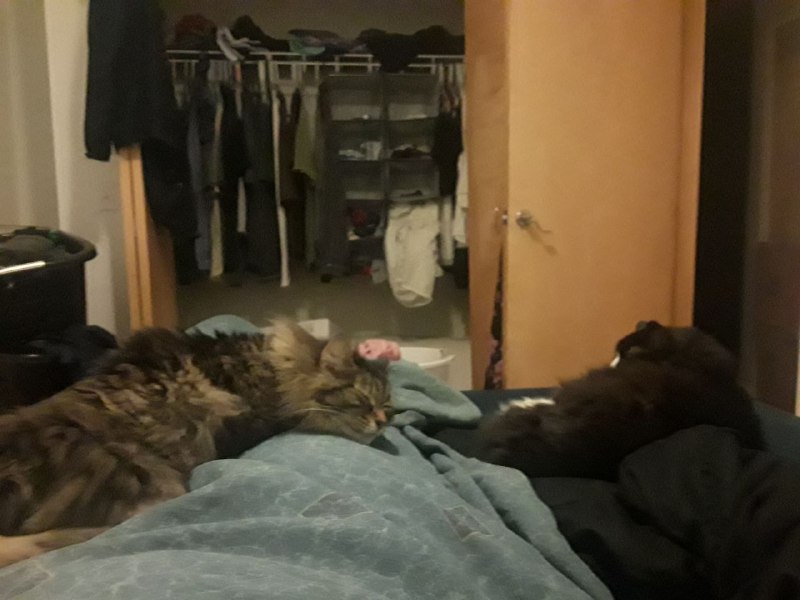 The boys relaxing together in bed with me.