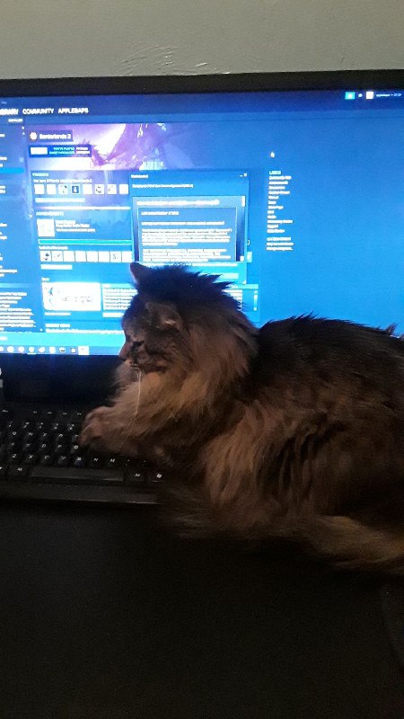 Millenium, doing what cats do best.