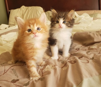 Kittens - small.jpg