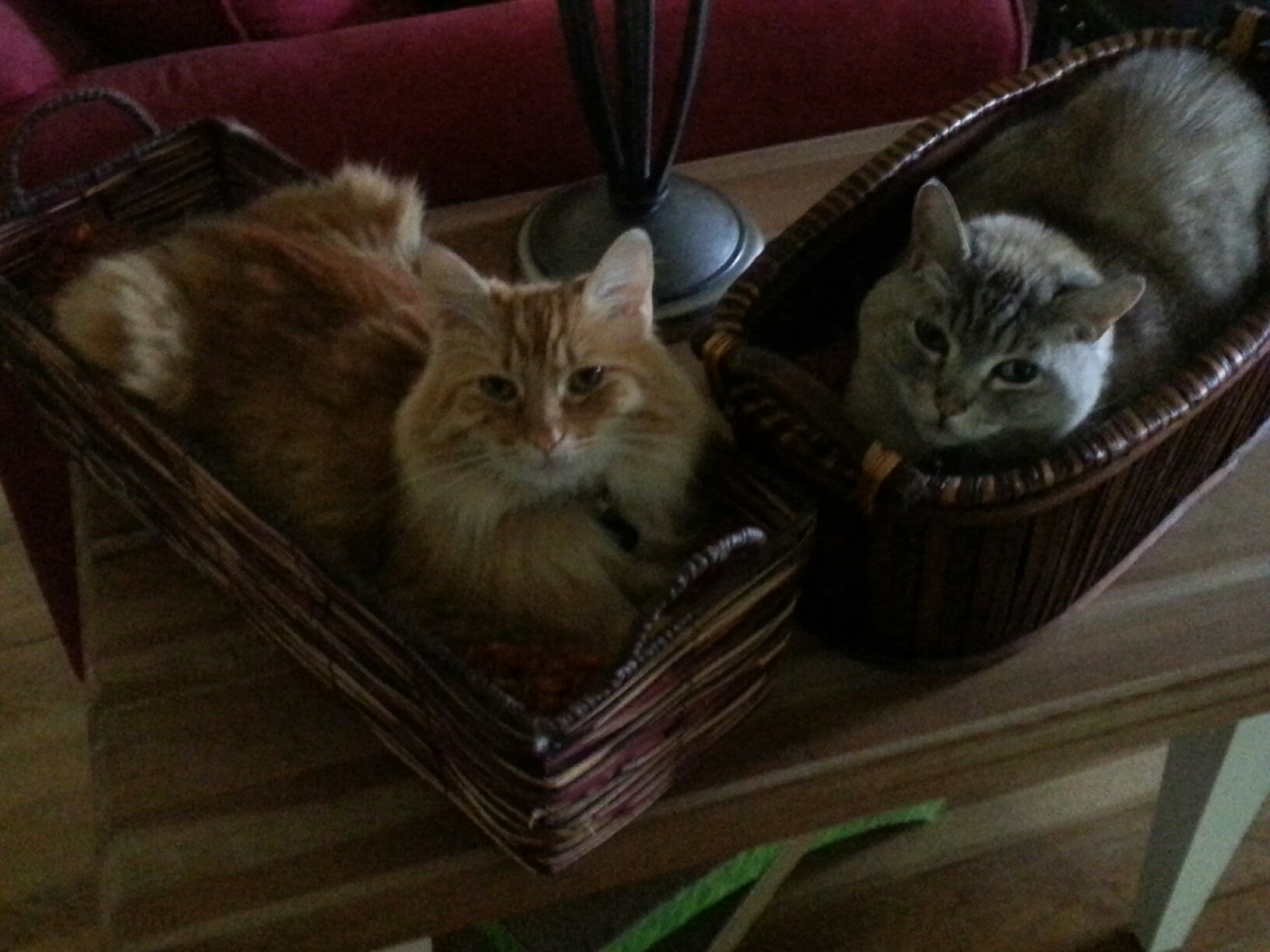 Cats in baskets 1.jpg