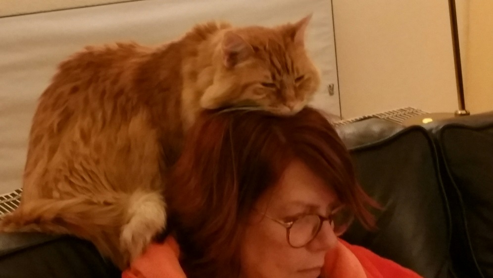 Cat on Molly's head 2.jpg