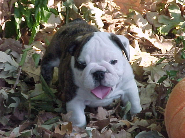 bullypup8.jpg