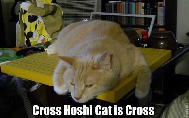 cross hoshi cat.jpg