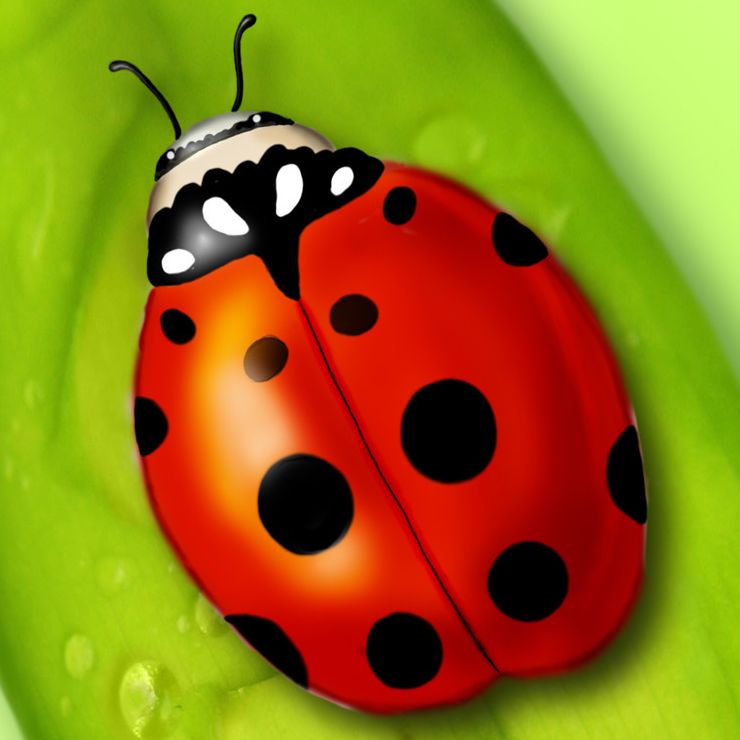 ladybugs.jpg