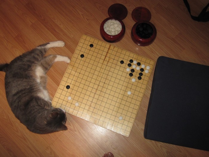 Billi plays go .JPG