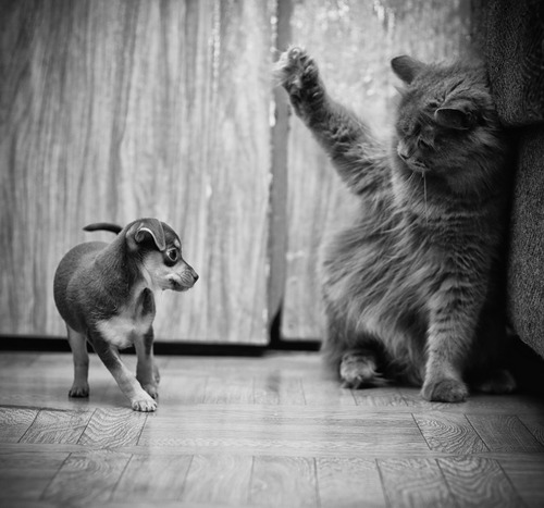 cat-swat-puppy.jpg
