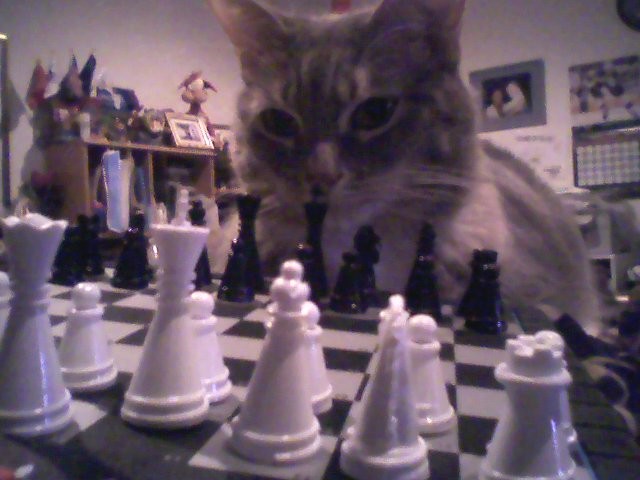 The_REAL_Chess_Cat_by_kristenfin95-1.jpg