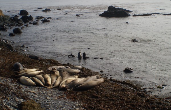 Elephant seals.JPG