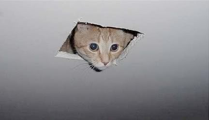 ceiling-cat.jpg