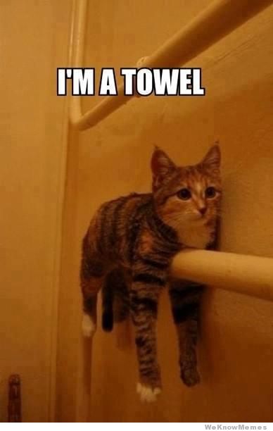towel-cat.jpg